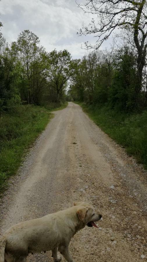Agriturismo Cavallin Del Papa Capalbio Eksteriør billede